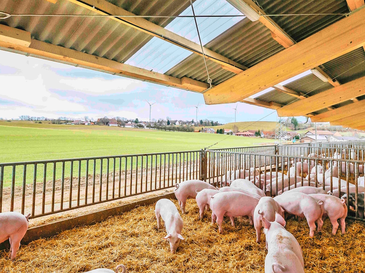 Hofglück-Schweine in einem offenen Stall