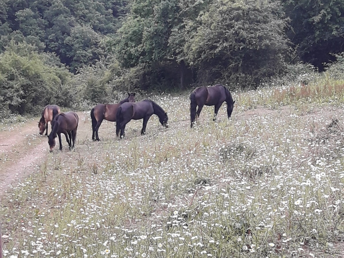 5 Pferde grasen auf einer Blumenwiese mit Margariten. Leichter Hang, dahinter ist Wald zu sehn. 