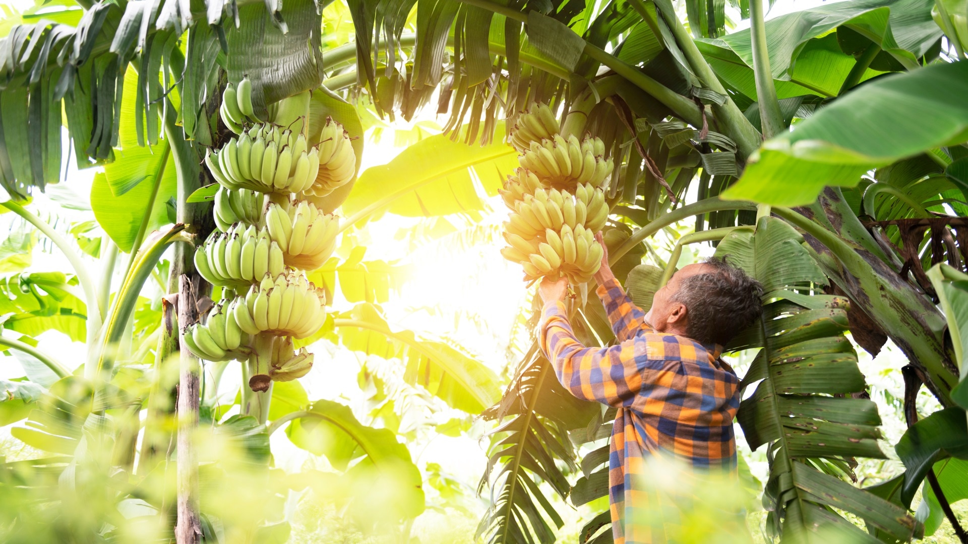 Ein Mann steht unter Banananbäumen und prüft Bananestauden