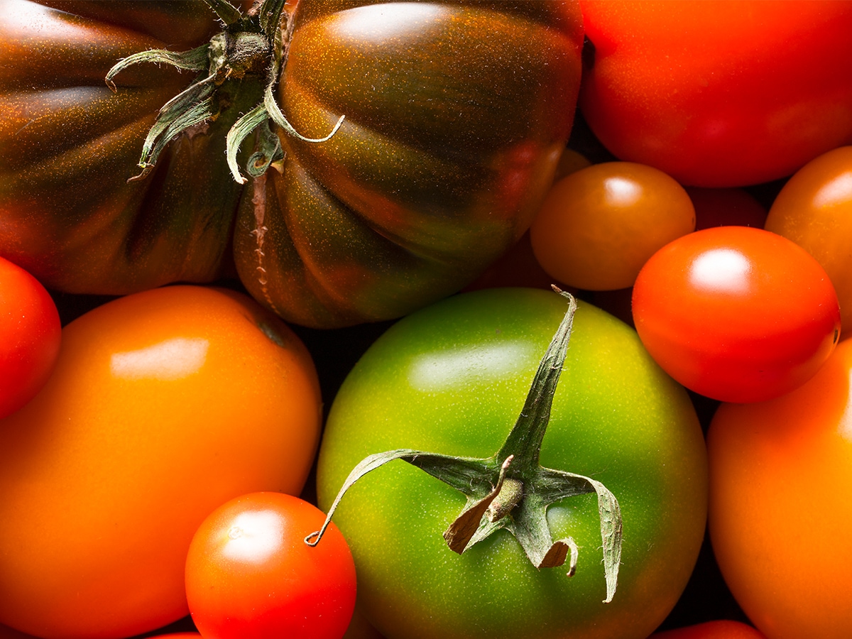 Verschiedene frische Tomaten liegen zusammen: Rote Cocktailtomaten, eine grüne Tomate, dunkles Ochsenherz, Roma-Tomate.