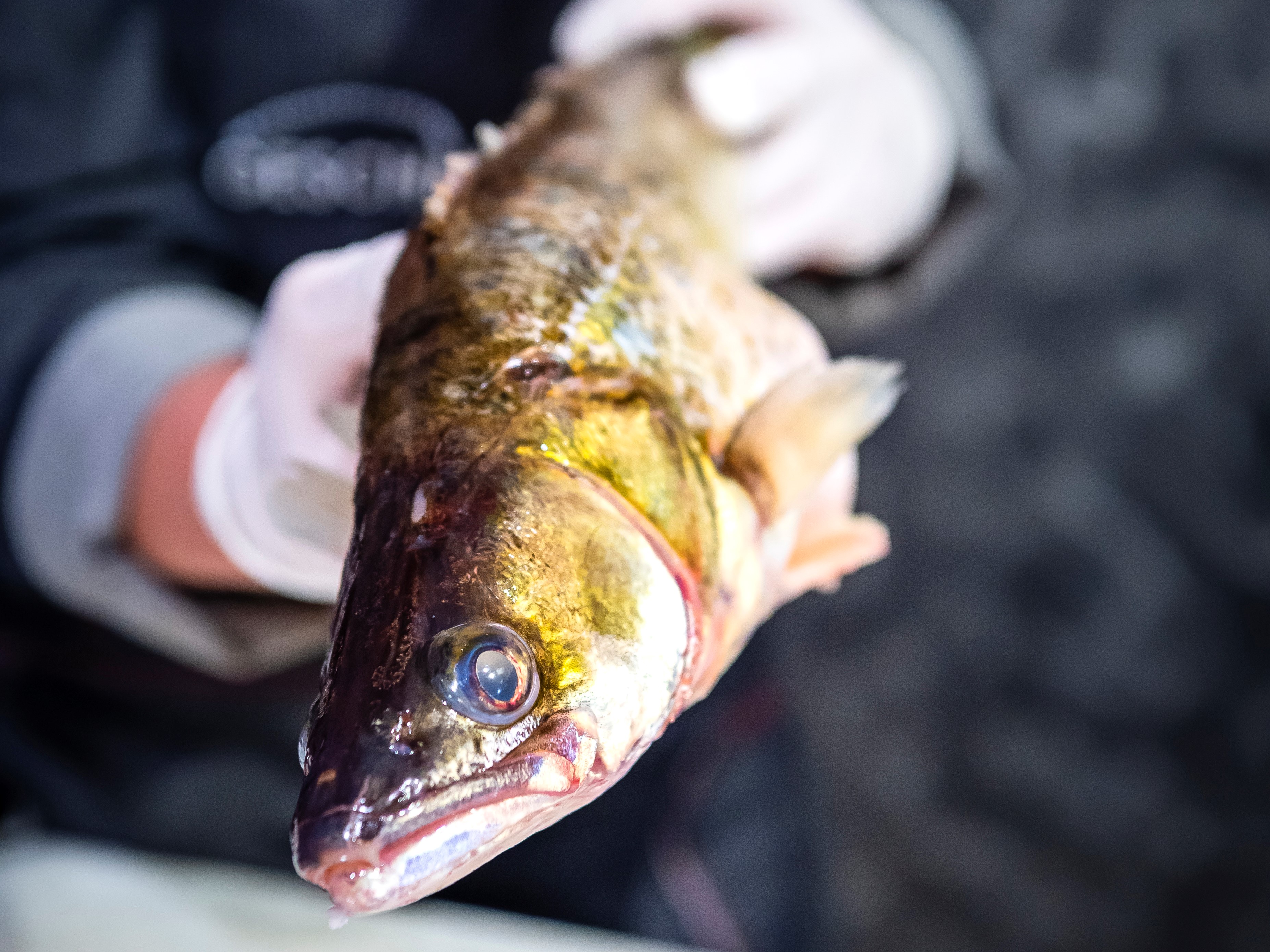 Zwei Hände mit weißen Plastic-Handschuhe halten einen rohen Fisch.