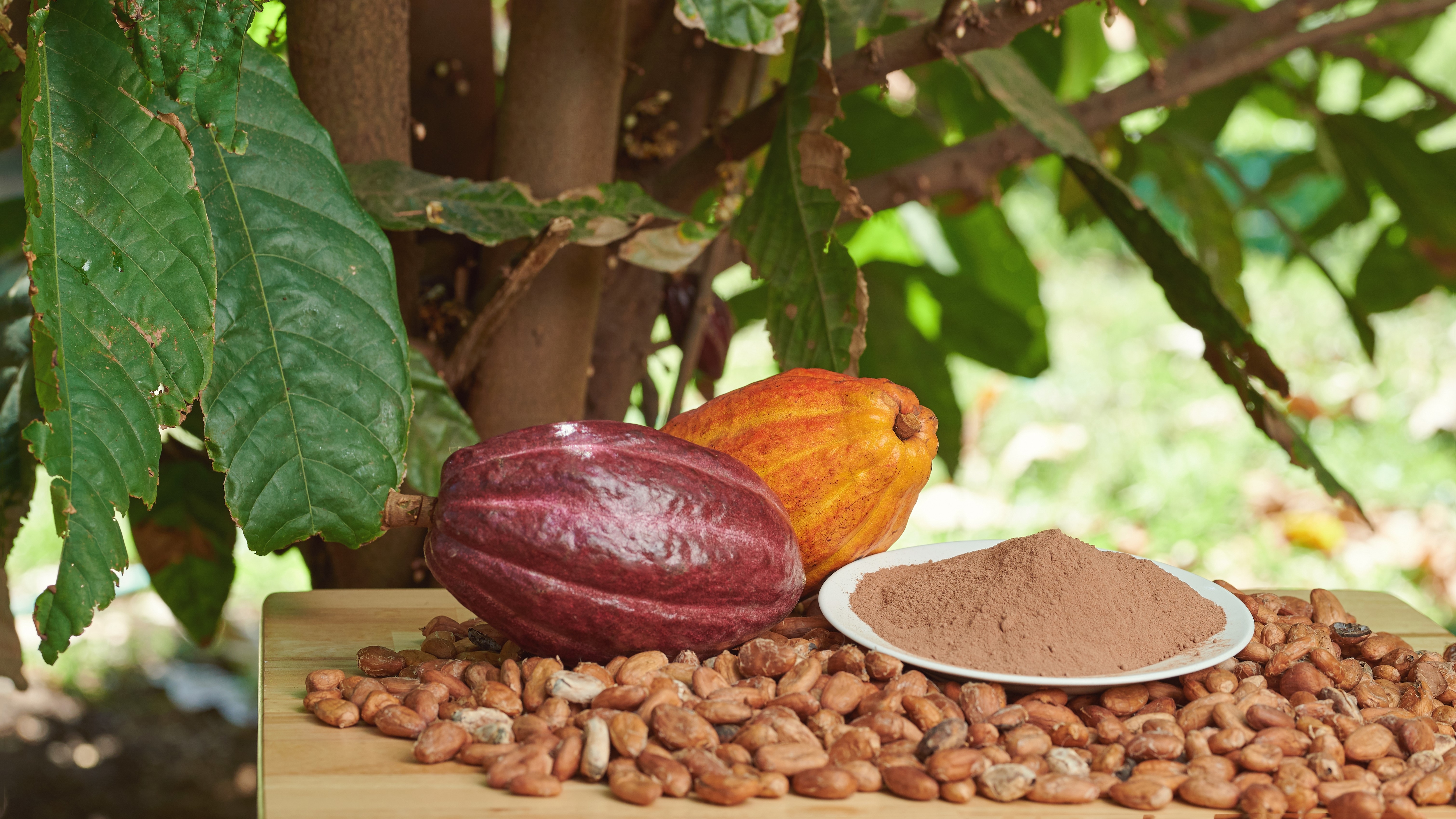 Mehr über Cocoa for future.