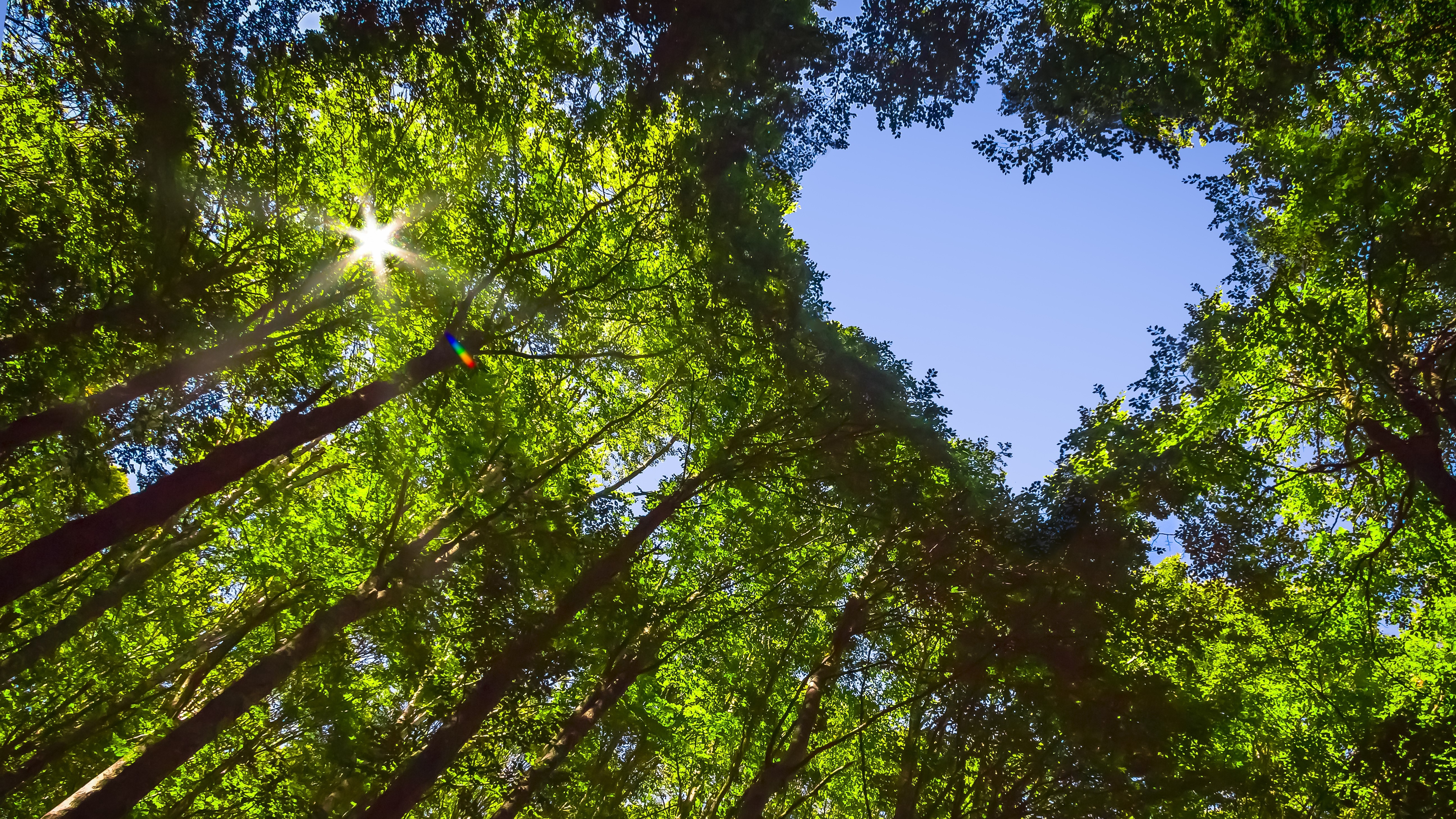 Bäume von unten fotografiert. Im Loch der Baumkronen ist ein blauer Himmel zu erkennen.