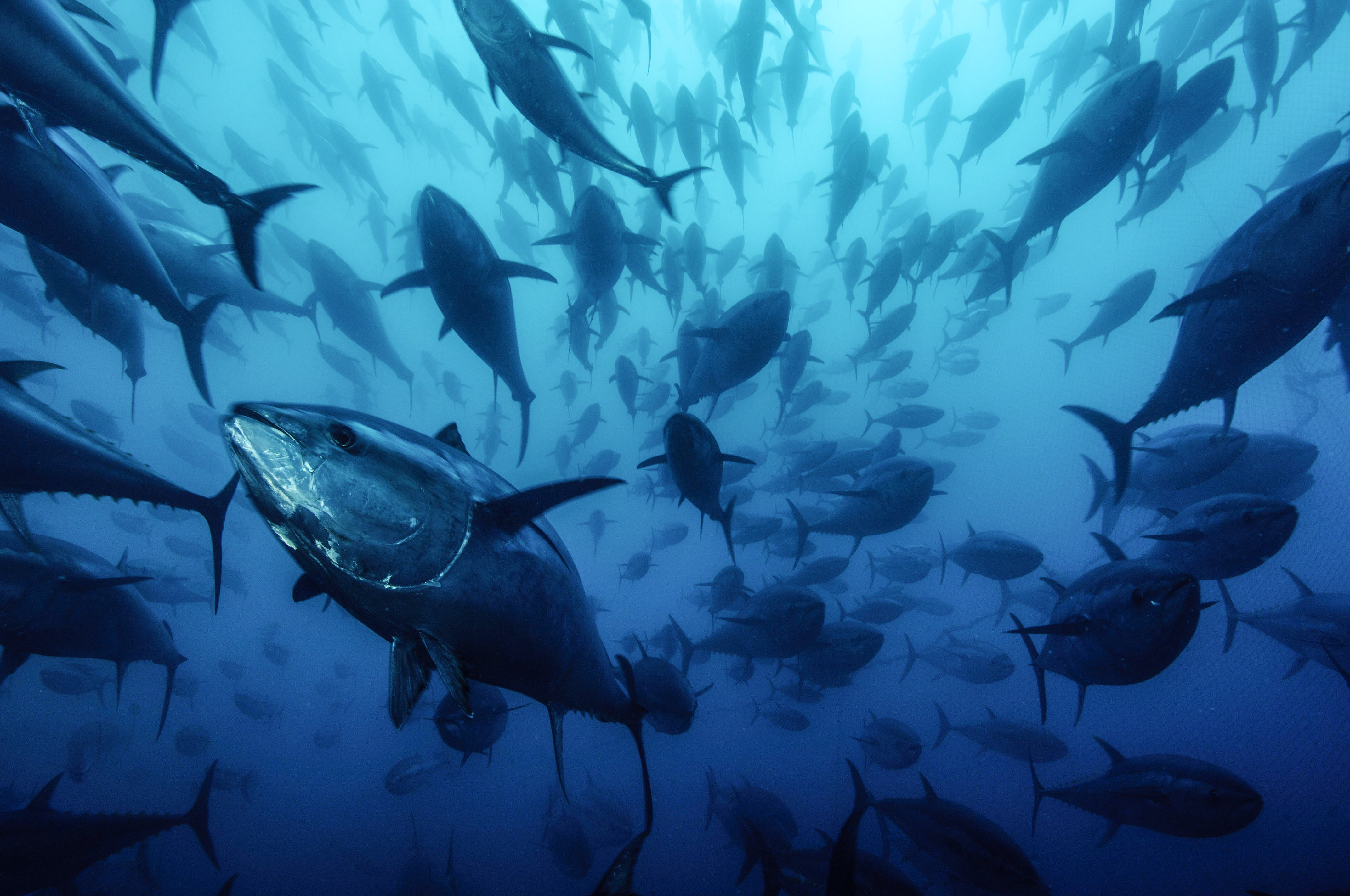 Themenfelder der strategischen Partnerschaft von EDEKA und WWF: Fisch und Meeresfrüchte