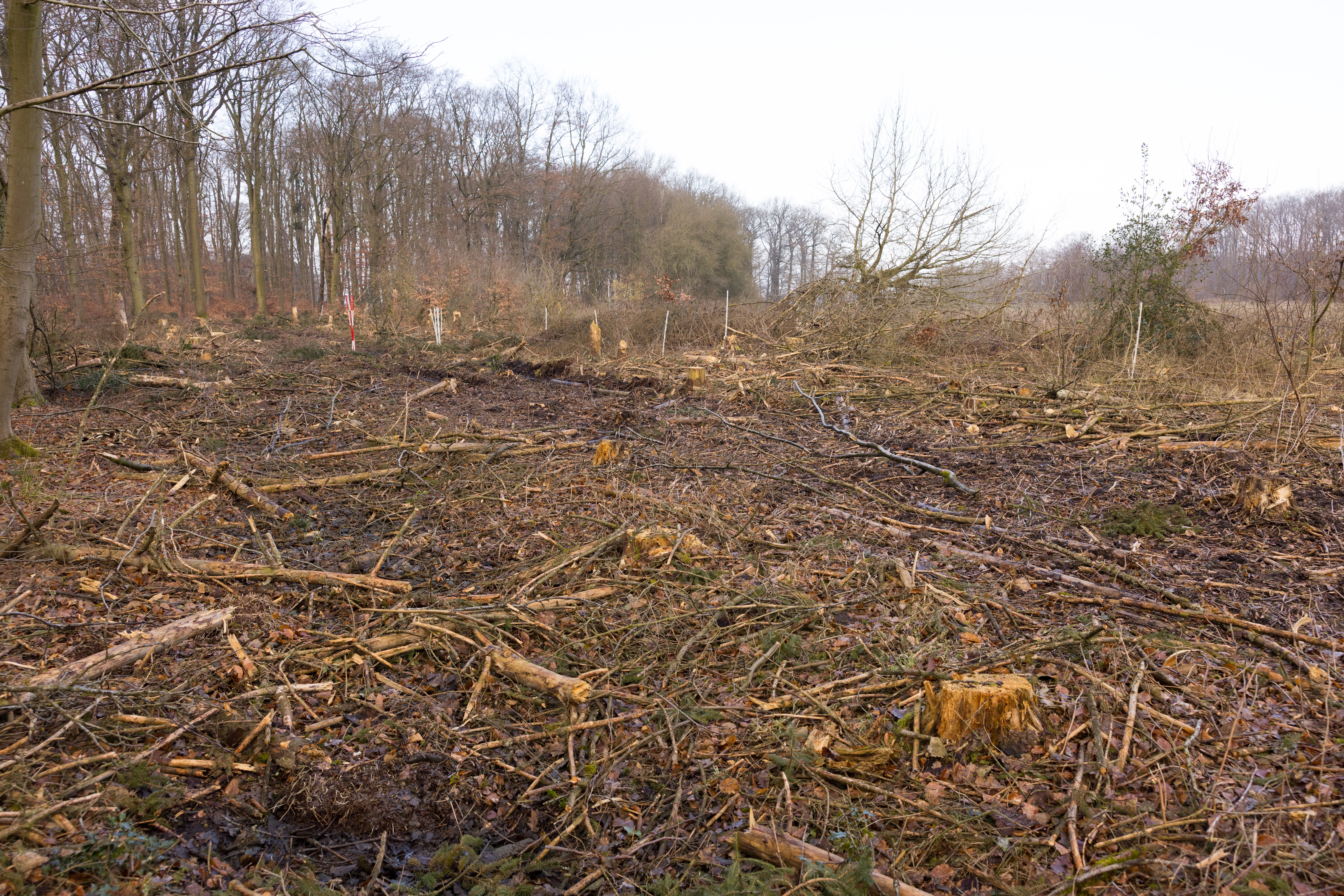 EDEKA Minden-Hannover Azubi-Baumpflanzaktion 2024 - Close-Up von einem Stück Waldfläche
