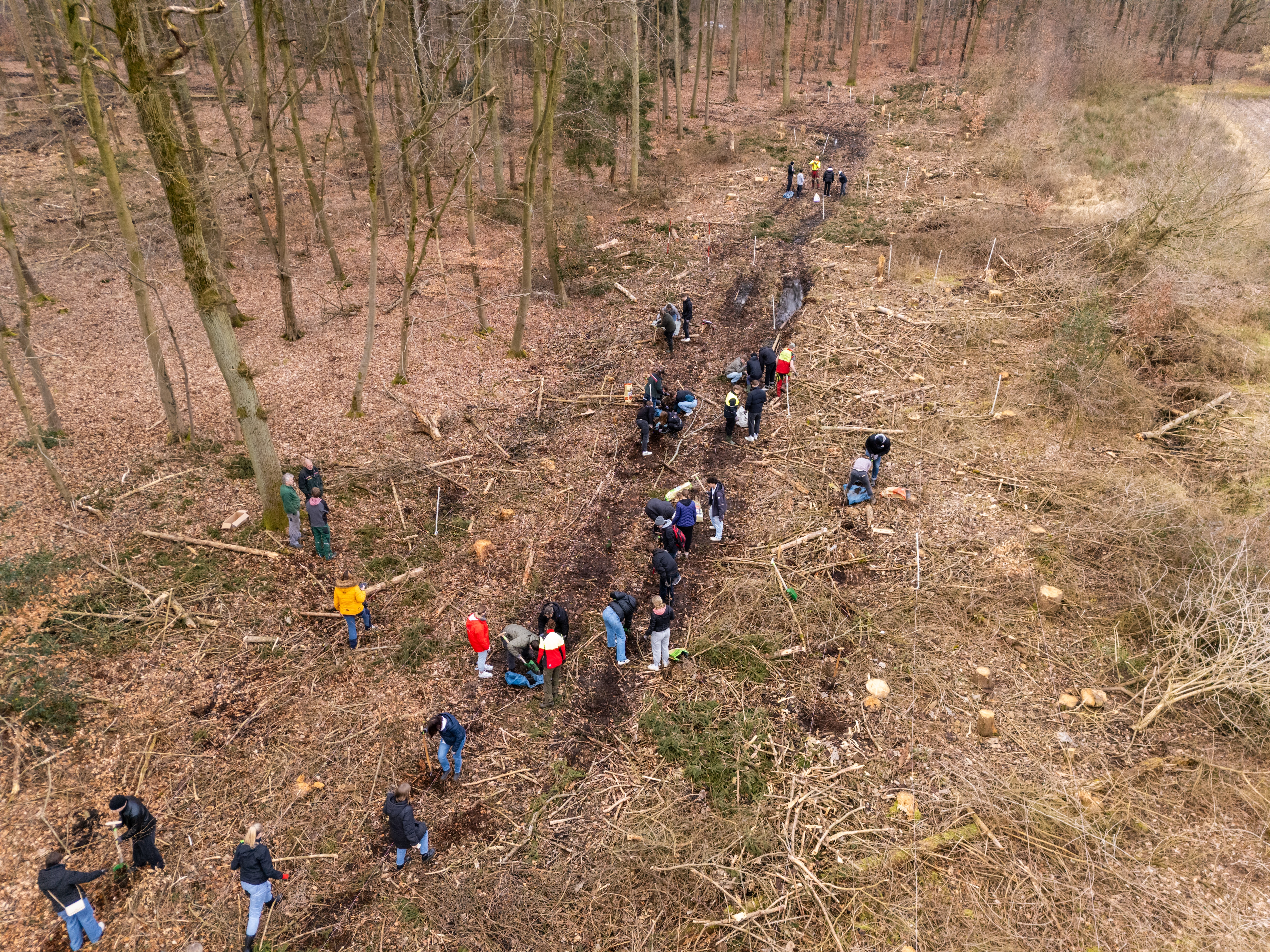 EDEKA Minden-Hannover Azubi-Baumpflanzaktion 2024 - Azubis gehen durch den Wald (Vogelperspektive)