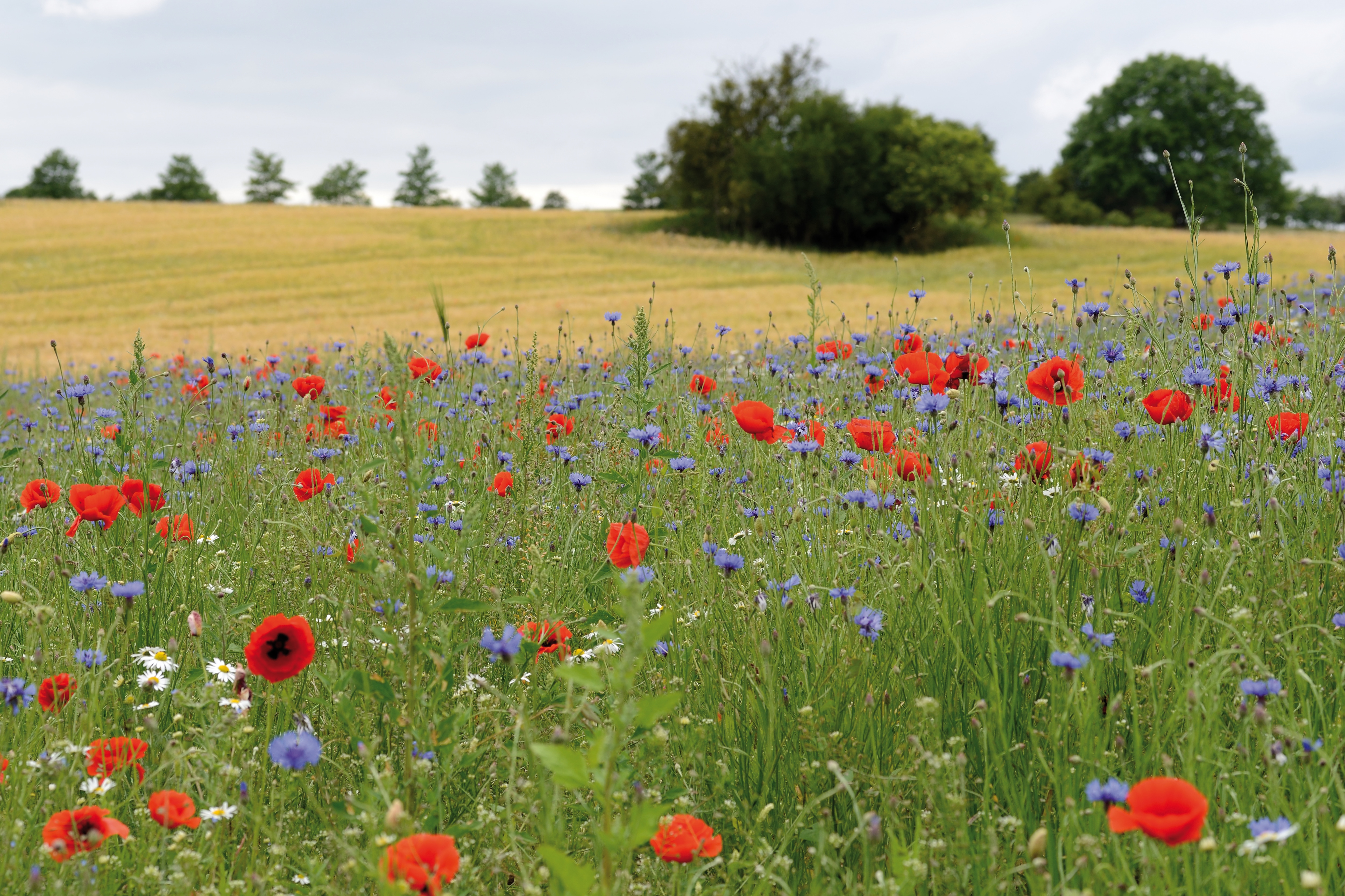 Landschaftspanorama, im Vordergrund eine Wildblumenwiese mit Korn- und Mohnblumen.