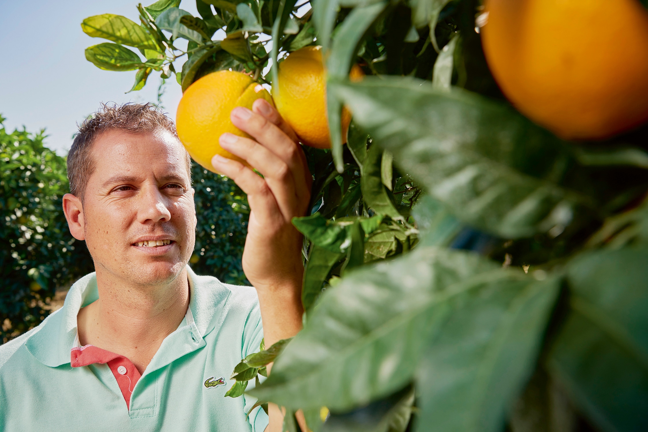 Ein Mann steht an einem Zitrusbaum und hält eine Frucht. Er trägt ein hellgrünes Poloshirt.
