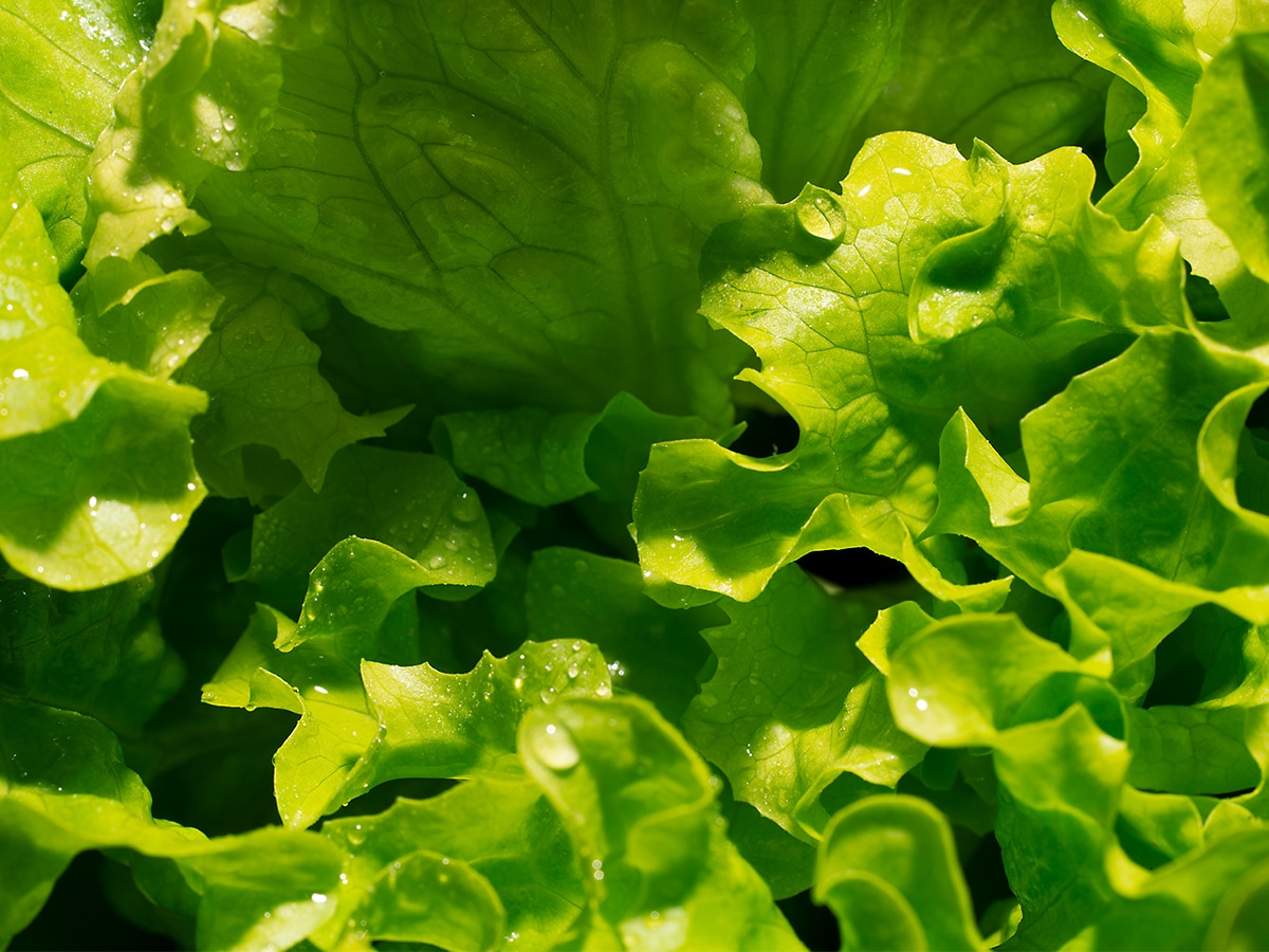 Zeichen für Frische: Die Sonne scheint auf Salat der Sorte Lollo Bianco, mit welligen Blättern und Wassertropfen. 