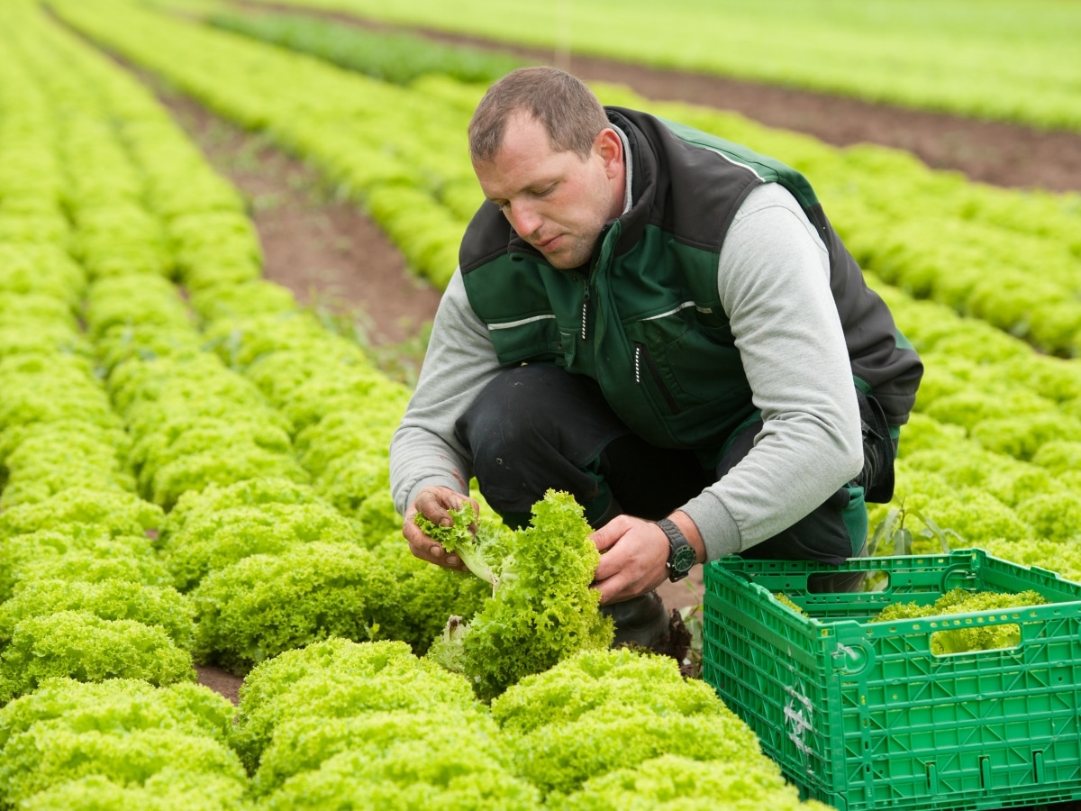 Ein Feld mit grünen Salatköpfen. Ein Mann in der Hocke erntet einen Salat, daneben steht eine grüne Kiste mit Salat.