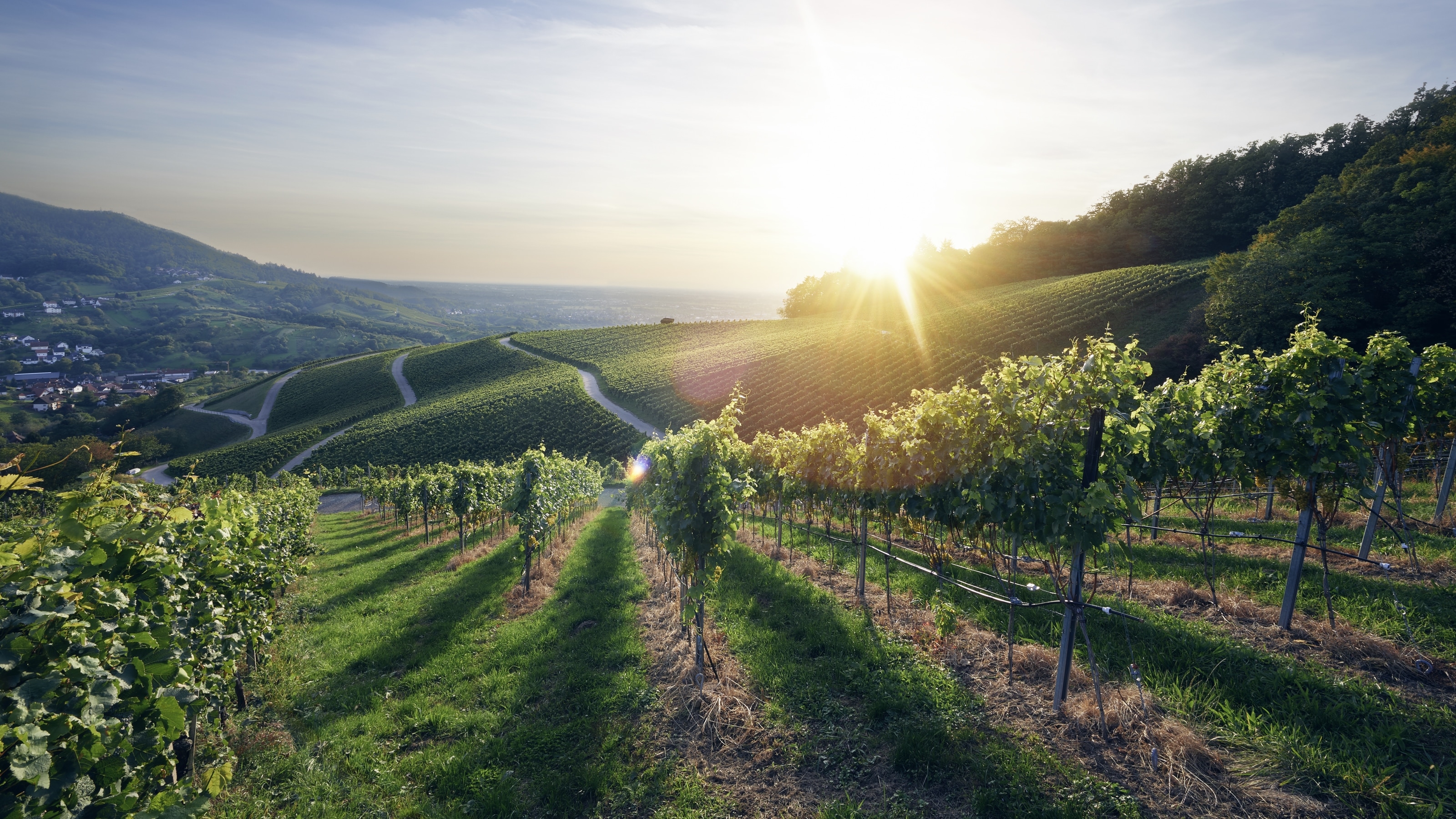 Weinberge bei Bühl
