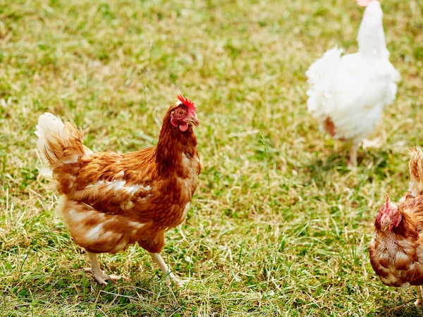 Mehr über Tiergesundheit und Tierwohl erfahren.