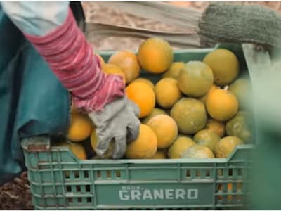 EDEKA und der WWF setzen auch bei Orangen und Mandarinen ein Zeichen für mehr Nachhaltigkeit. 