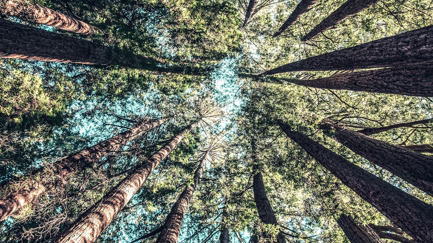 Themenfelder der strategischen Partnerschaft von EDEKA und WWF: Holz, Papier, Tissue