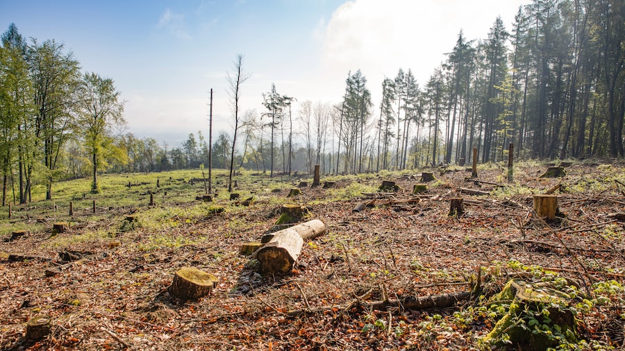 EDEKA Minden-Hannover Azubi-Baumpflanzaktion 2024 - Waldstück