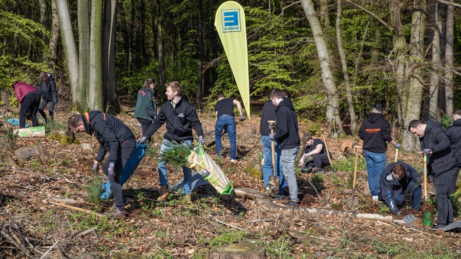 EDEKA Minden-Hannover Azubi-Baumpflanzaktion 2024 - Helfer und Azubis bereiten Pflanzung vor 