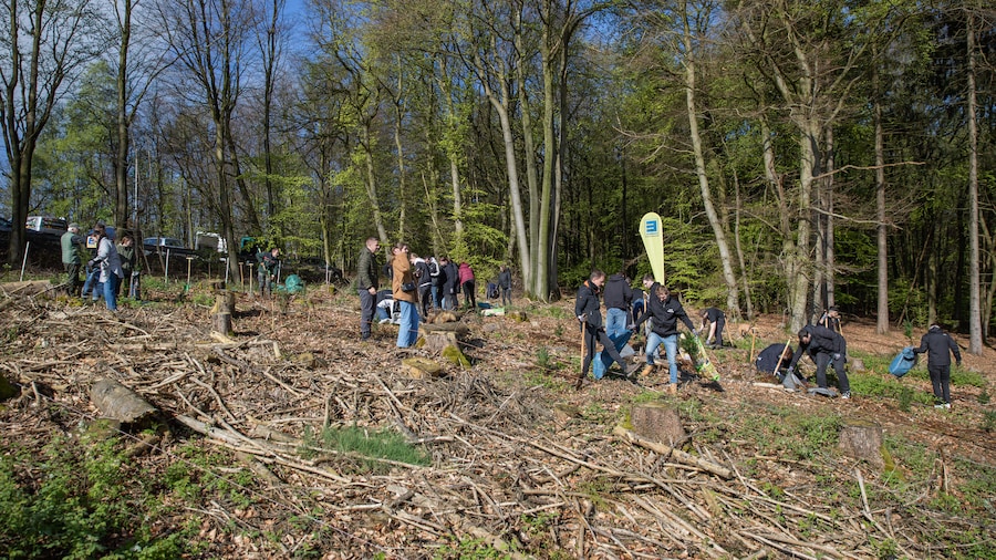 EDEKA Minden-Hannover Azubi-Baumpflanzaktion 2024 - Helfer und Azubis im Wald