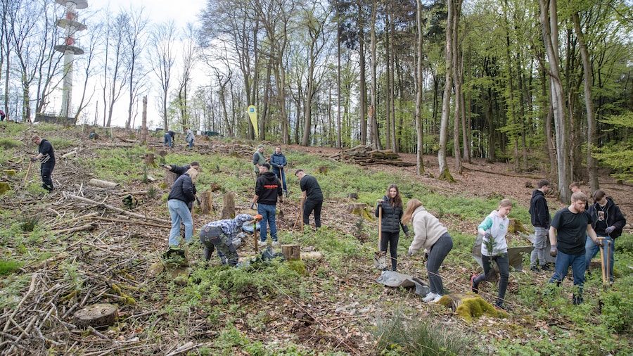 EDEKA Minden-Hannover Azubi-Baumpflanzaktion 2024 - Azubis auf Waldfläche beim Pflanzen