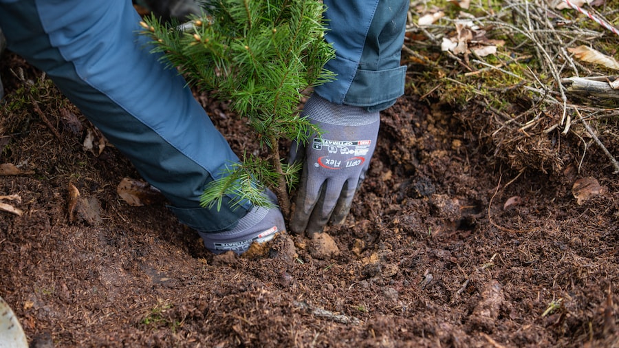 EDEKA Minden-Hannover Azubi-Baumpflanzaktion 2024 - Setzling wird gepflanzt