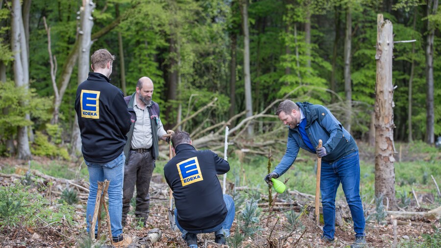 EDEKA Minden-Hannover Azubi-Baumpflanzaktion 2024 - 4 Helfende pflanzen einen Baum