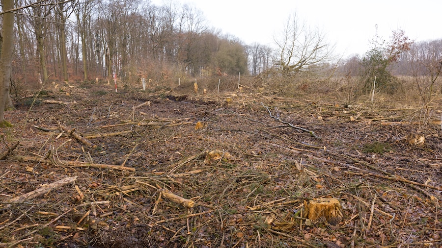 EDEKA Minden-Hannover Azubi-Baumpflanzaktion 2024 - Close-Up von einem Stück Waldfläche