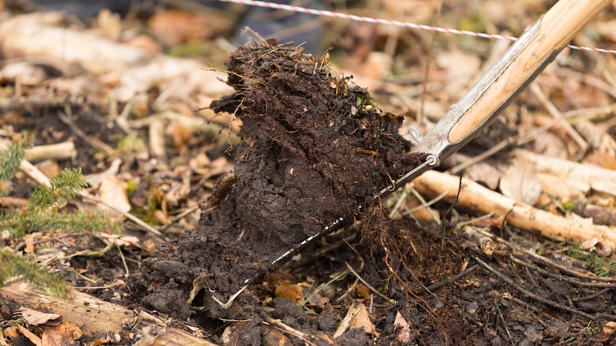 EDEKA Minden-Hannover Azubi-Baumpflanzaktion 2024 - Close-Up von einem Stück Erde, welches ausgegraben wird