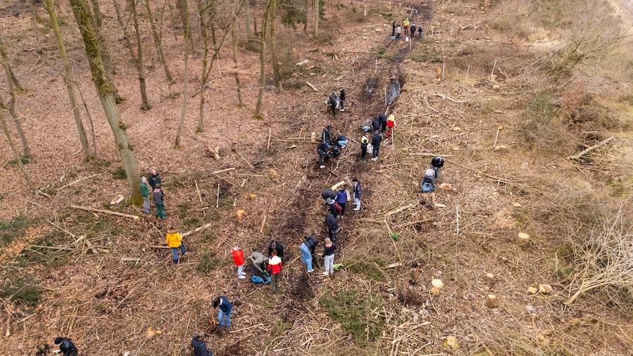 EDEKA Minden-Hannover Azubi-Baumpflanzaktion 2024 - Azubis gehen durch den Wald (Vogelperspektive)