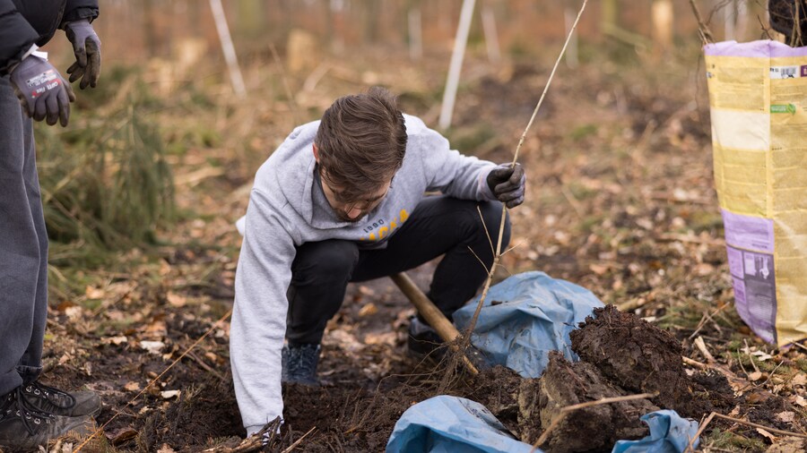 EDEKA Minden-Hannover Azubi-Baumpflanzaktion 2024 - Azubi drückt Erde fest