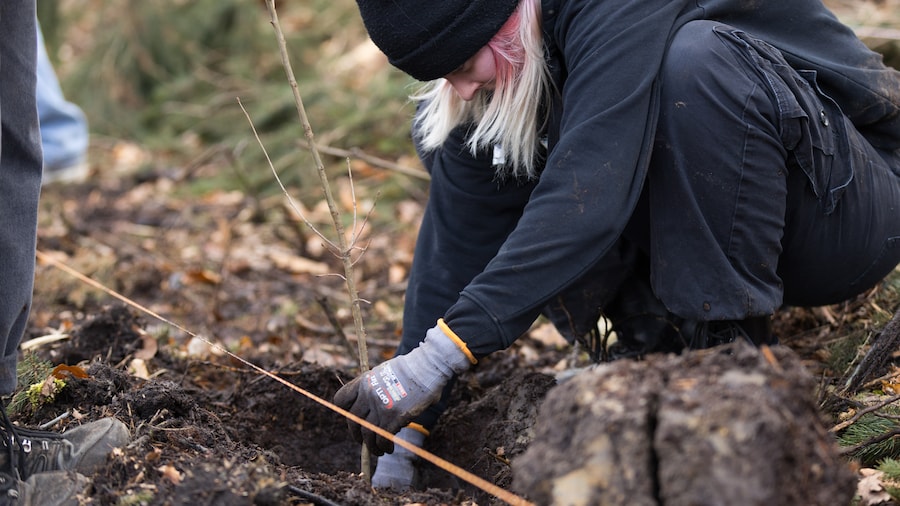 EDEKA Minden-Hannover Azubi-Baumpflanzaktion 2024 - Close-Up Setzling wird eingepflanzt