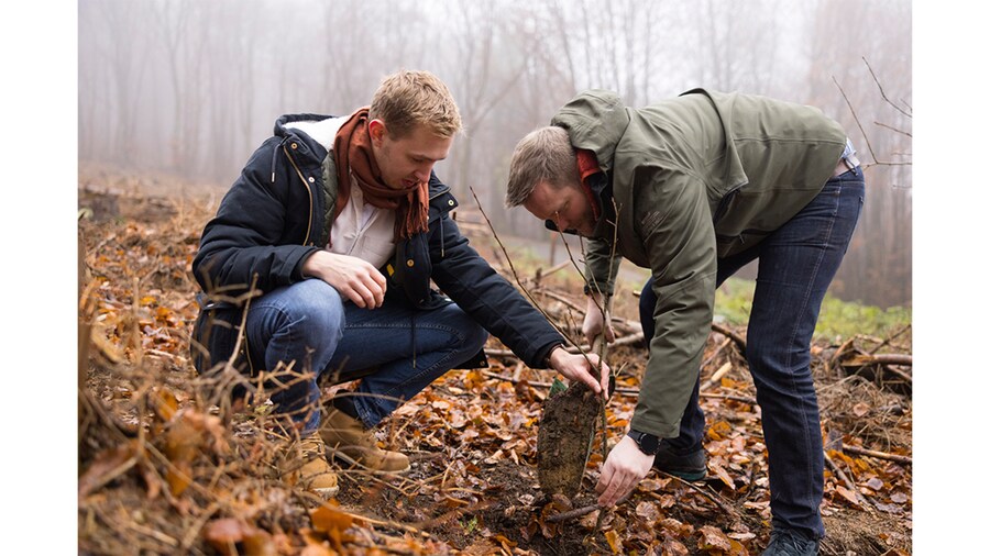 EDEKA Minden-Hannover Azubi-Baumpflanzaktion 2024 - 2 Helfer pflanzen gemeinsam einen Setzling