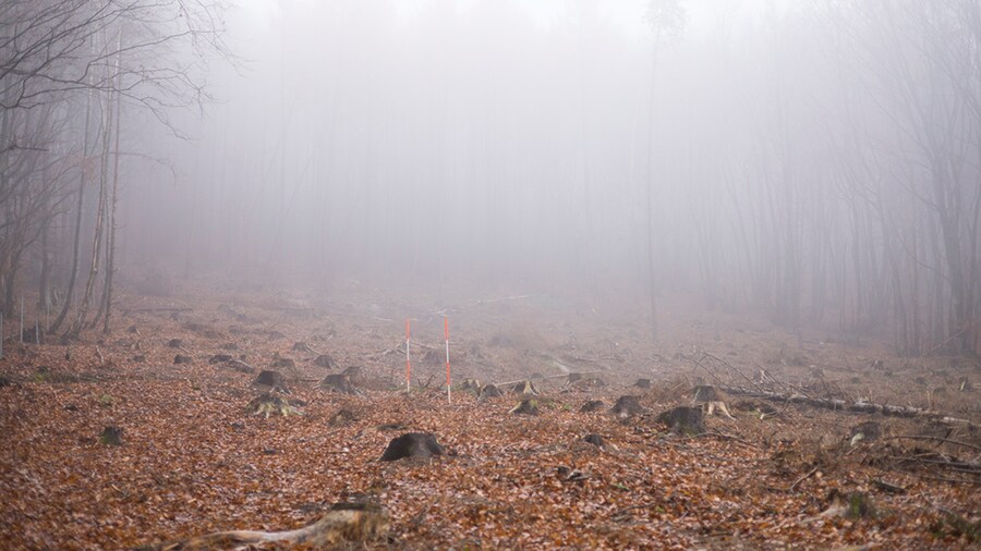 EDEKA Minden-Hannover Azubi-Baumpflanzaktion 2024 - Waldfläche im Nebel eingehüllt