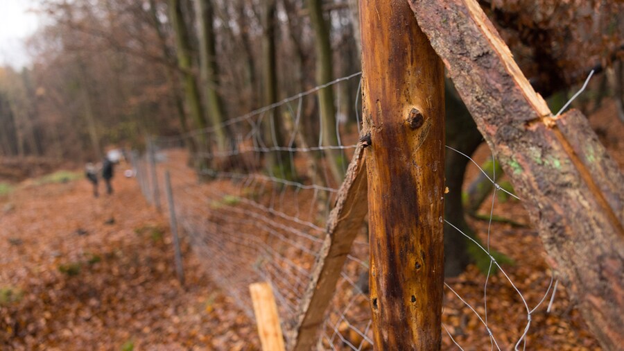 EDEKA Minden-Hannover Azubi-Baumpflanzaktion 2024 - Close-Up vom Zaun