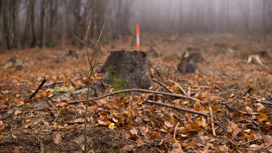 EDEKA Minden-Hannover Azubi-Baumpflanzaktion 2024 - Close-Up von Baumstumpf