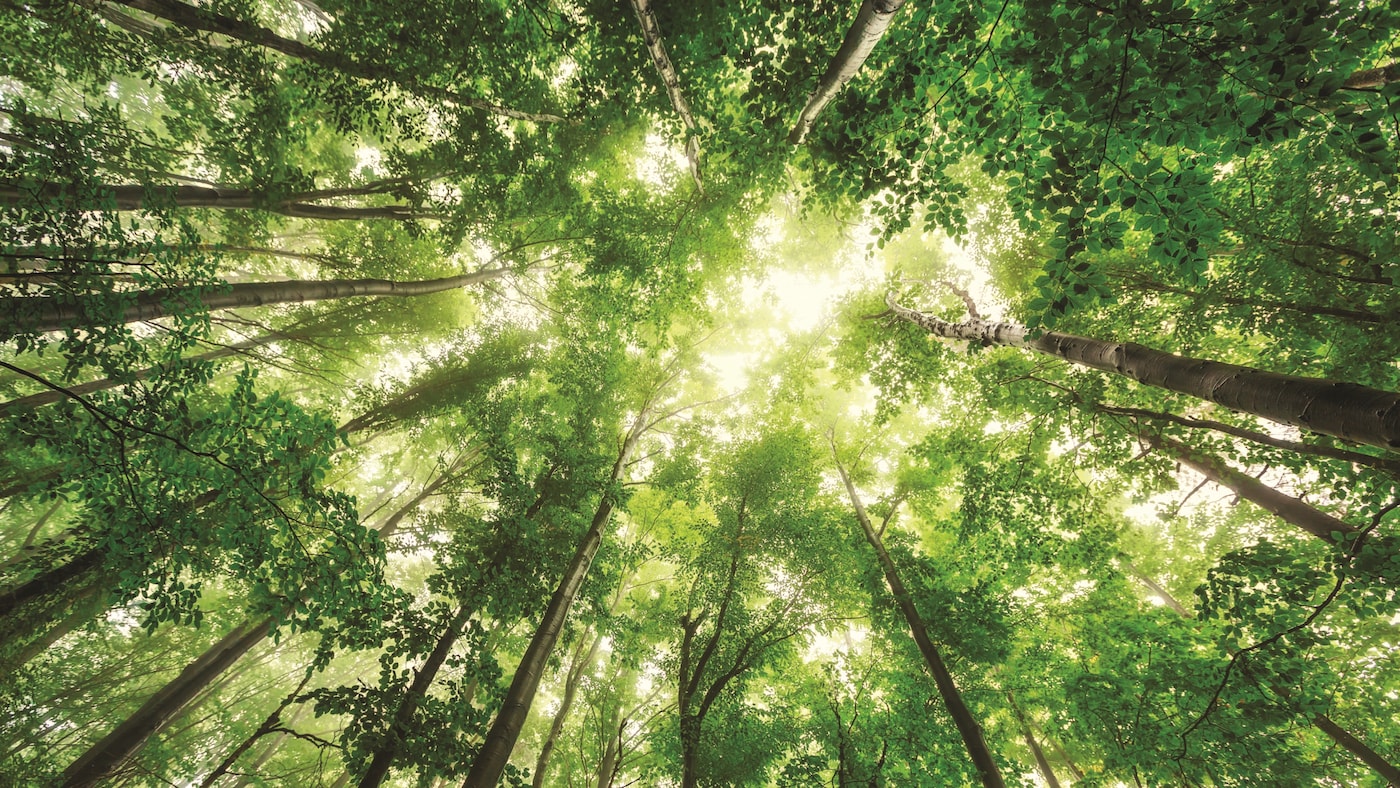 Grüner Wald mit Baumkronen