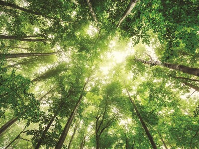 Grüner Wald mit Baumkronen