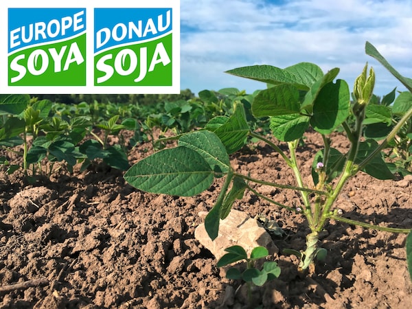 Donau Soja wird ohne Gentechnik in der Region von EDEKA Südwest angebaut