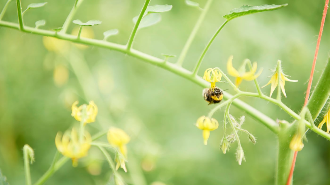 Bildmotiv Hummel 