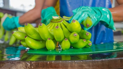 EDEKA Bananen