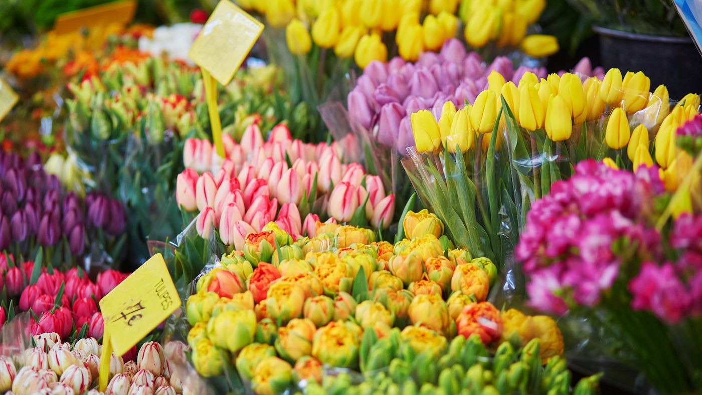 Diverse Schnittblumen im Verkauf