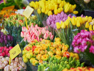 Diverse Schnittblumen im Verkauf