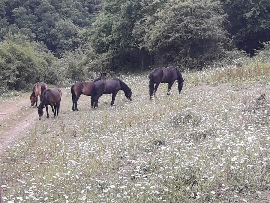5 Pferde grasen auf einer Blumenwiese mit Margariten. Leichter Hang, dahinter ist Wald zu sehn. 
