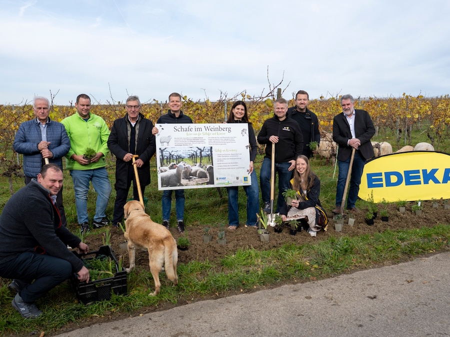 2 Frauen, ein Hund und 8 Männer, die Hälfte mit Schaufeln, stehen vor Reben und frisch eingepflanzten Pflanzen.