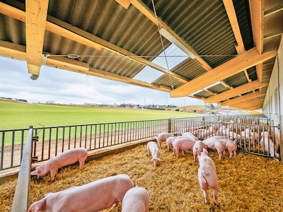 Blick durch den überdachten Außenbereich eines Schweinestalls mit Schweinen im Stroh. 