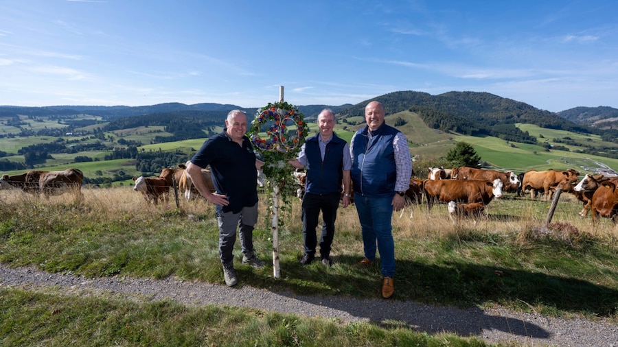 3 Männer stehen bei Sonnenschein und blauem Himmel am Rande einer Bergweide auf der im Hintergrund zahlreiche Rinder grasen.
